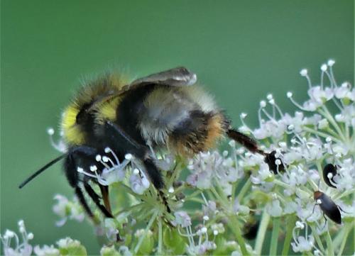 Bombus (norvegicus-sylvestris)