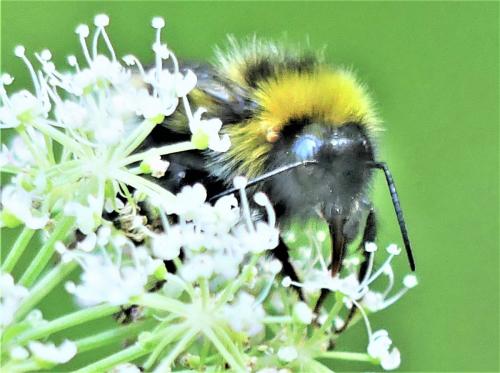 Réf. 239 300 : Bombus (norvegicus-sylvestris)