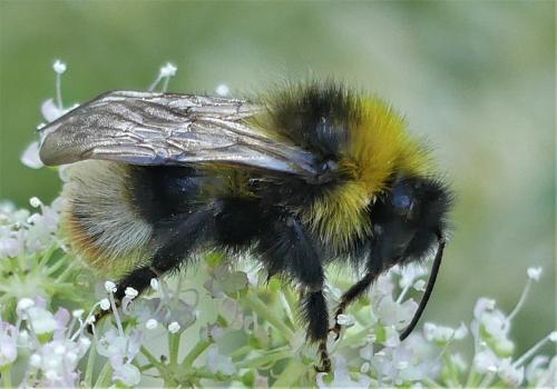 Bombus (norvegicus-sylvestris)