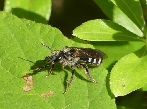 Lasioglossum sp.