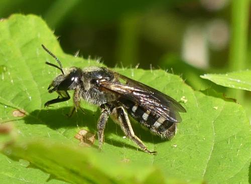 Réf. 239 204 : Lasioglossum sp.