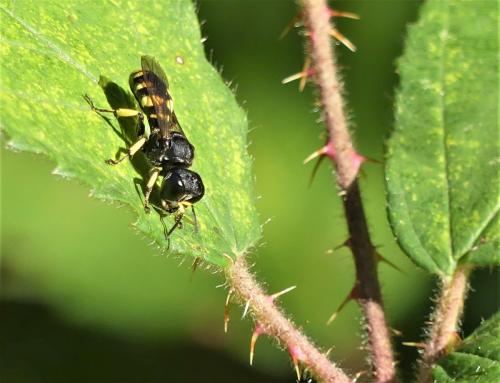 Réf. 239 399 : Ectemnius sp.