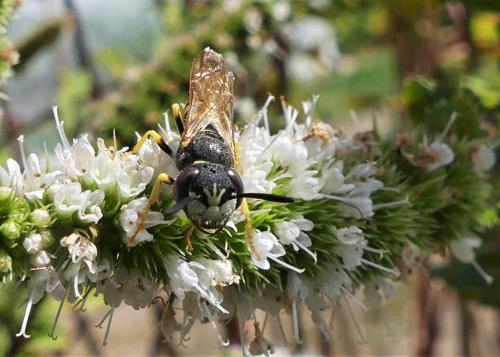 Réf. 239 805 : Philanthus triangulum