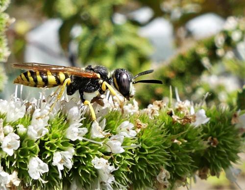 Philanthus triangulum
