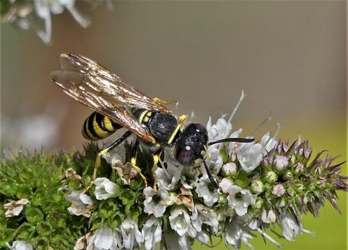 Philanthus triangulum