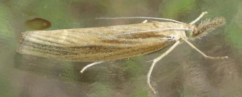 Agriphila tristella