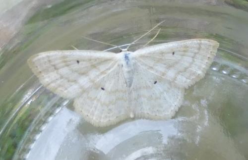 Réf. 239 251 : Scopula immutata
