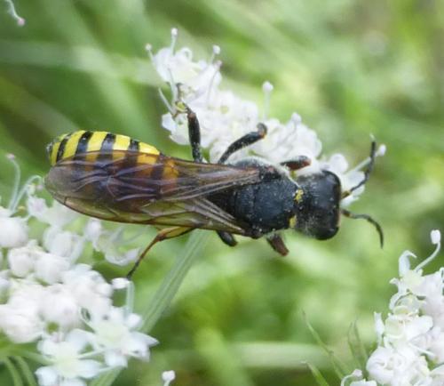 Réf. 239 252 : Ectemnius fossorius