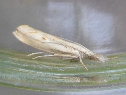 Agriphila geniculea