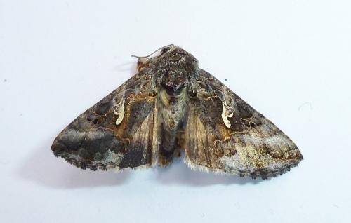 Réf. 239 101 : Autographa gamma