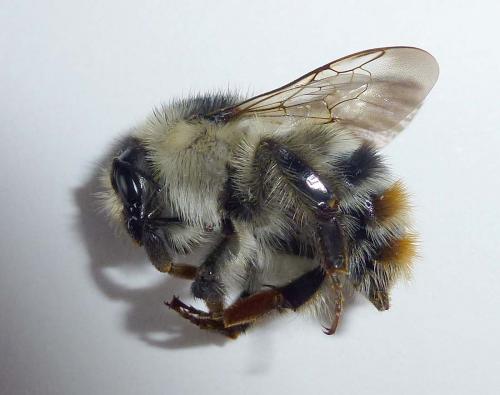 Bombus sylvarum