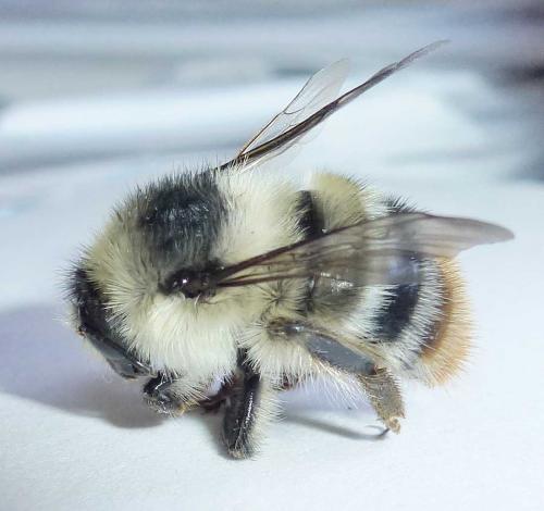 Bombus sylvarum