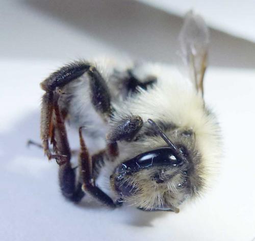 Bombus sylvarum