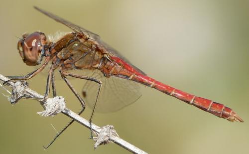 Réf. 239 144 : Sympetrum vulgatum