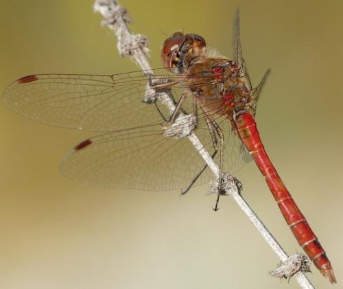Réf. 239 211 : Sympetrum vulgatum