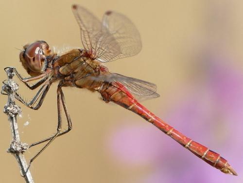 Réf. 239 145 : Sympetrum vulgatum
