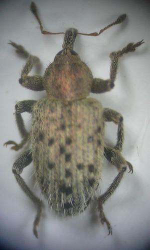 Réf. 239 635 : Hypera pastinacae