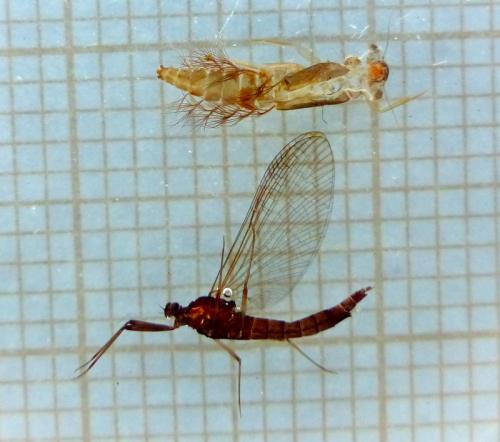 Habrophlebia eldae