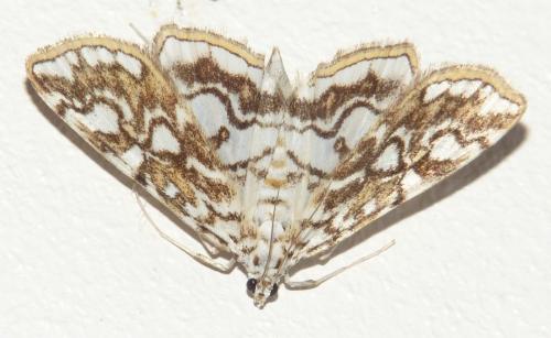 Réf. 239 009 : Elophila nymphaeata