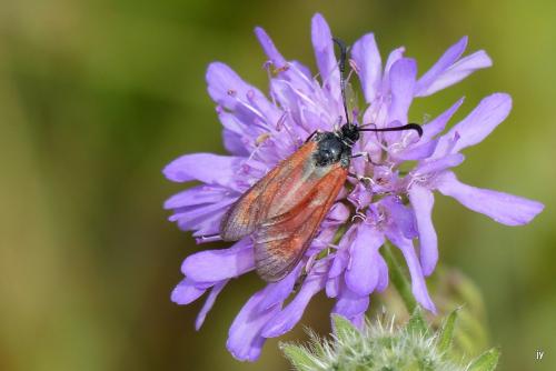 Réf. 239 794 : Zygaena loti
