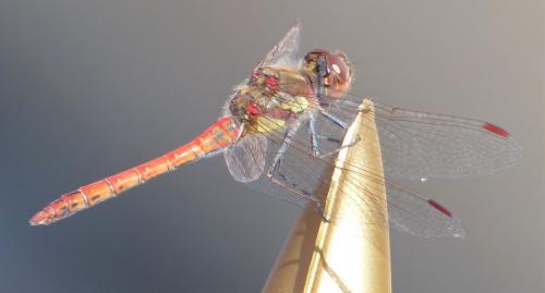 Sympetrum striolatum