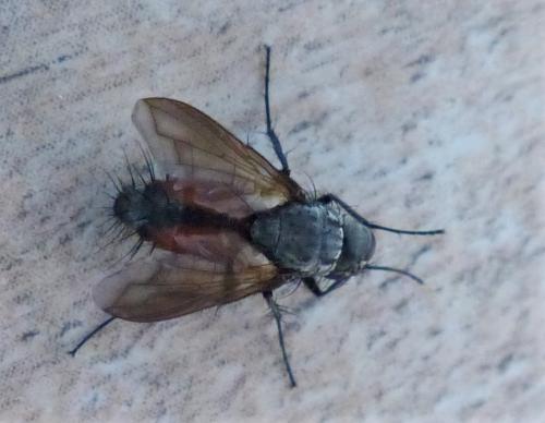 Réf. 239 037 : Eriothrix rufomaculata