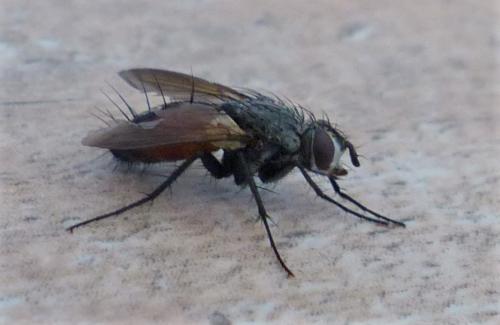 Réf. 239 038 : Eriothrix rufomaculata