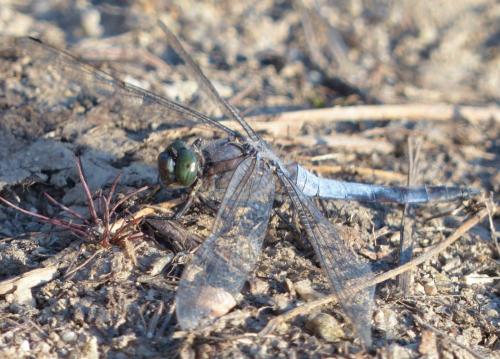 Orthetrum cancellatum
