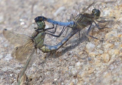Réf. 239 090 : Orthetrum cancellatum