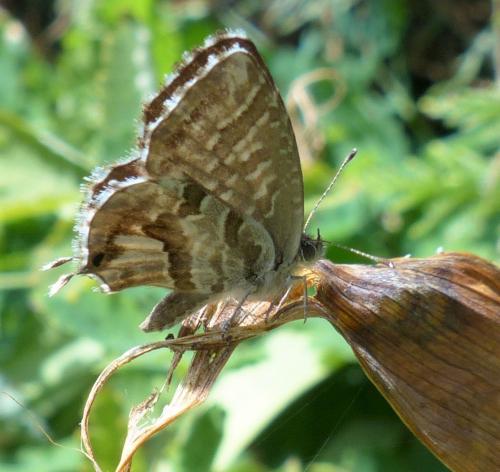 Réf. 239 182 : Cacyreus marshalli
