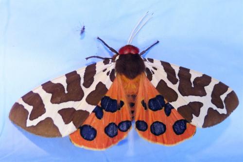 Arctia caja