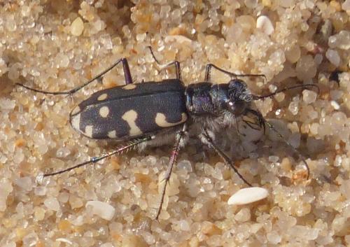 Réf. 239 271 : Calomera littoralis