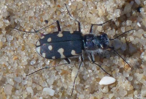 Réf. 239 272 : Calomera littoralis
