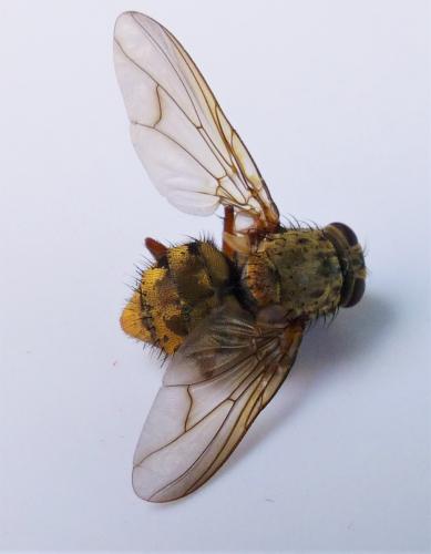 Réf. 239 321 : Phaonia valida