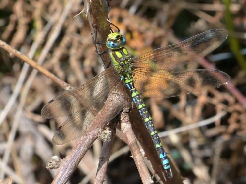 Aeshna cyanea