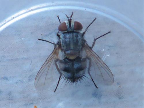 Carcelia lucorum