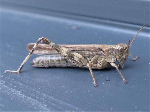 Réf. 239 763 : Epacromius tergestinus tergestinus