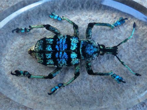Eupholus sp.