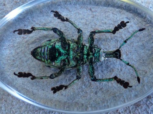 Eupholus sp.