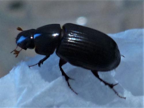 Acrossus rufipes