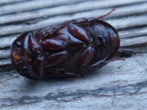 Acrossus rufipes