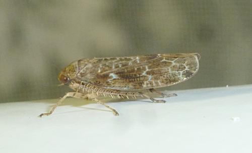 Réf. 239 029 : Allygidius atomarius