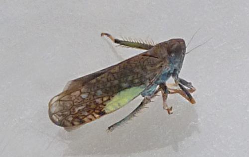 Réf. 239 322 : Orientus ishidae
