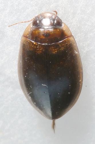 Rhantus suturalis