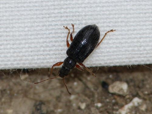 Réf. 239 886 : Phyllobius oblongus