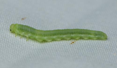 Monsoma pulveratum