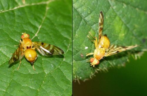 Myoleja lucida