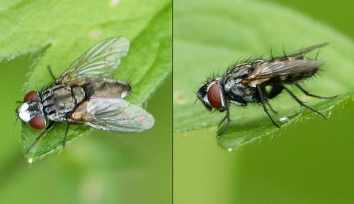 Réf. 239 997 : Metopia sp.