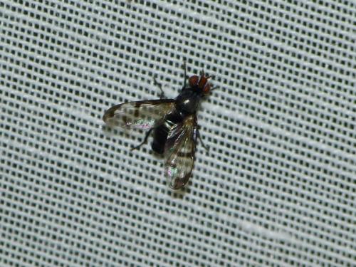 Herina nigrina