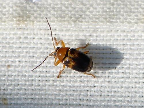 Réf. 239 662 : Cryptocephalus pusillus